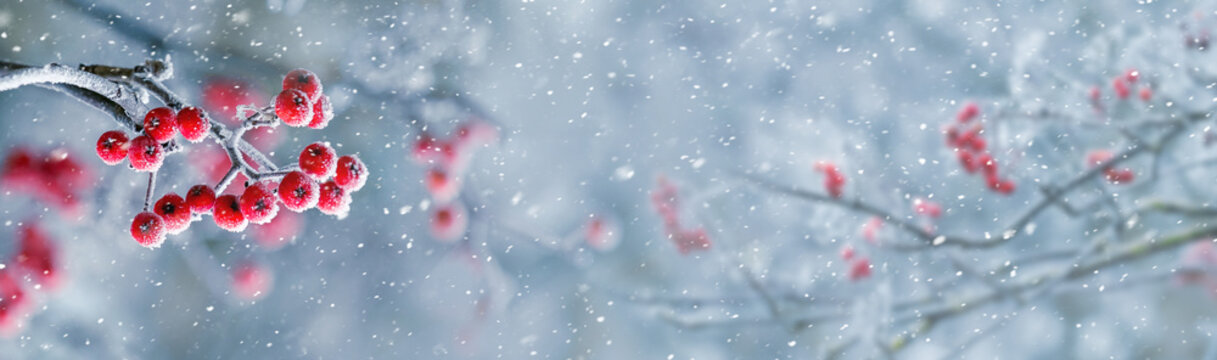 Red berries of mountain ash on a tree in winter during a snowfall, panorama