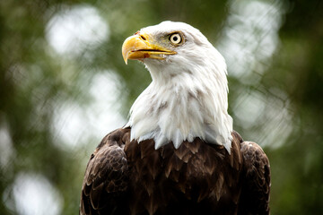 aguila calva mirada eagle naturalesa