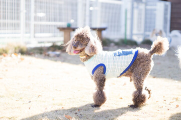 トイプードル 犬