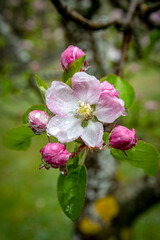 Obraz premium Flor de Manzano
