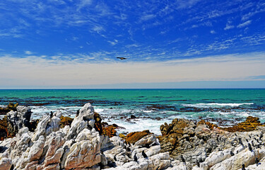 Kapkormorane am Boulders Beach in Simons Stadt auf der Kaphalbinsel in S&uuml;dafrika