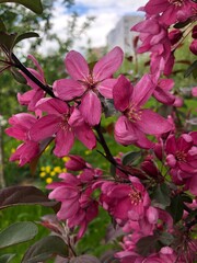 Beautiful deep pink blossom and fresh green leaves on a Malus apple tree branch. Background and copy space