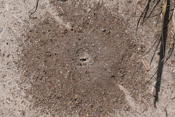 hole of an anthill in the field