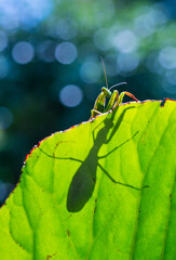 European mantis - Mantis (Mantis religiosa), Insectos, Arthropodos, Cantabria, Spain, Europe