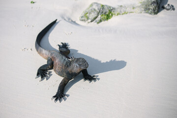 Galápagos marine iguana on the white sand beach