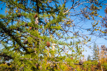Spruce with cones against the sky, close-up