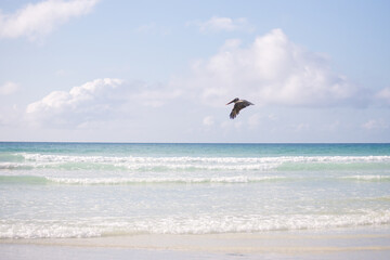 Fototapeta na wymiar tropical white sand beach and turquoise ocean waves and a flying bird