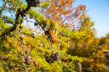 Spruce with cones against the sky, close-up