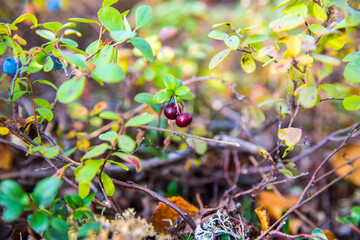 Blueberries, cranberries in the forest