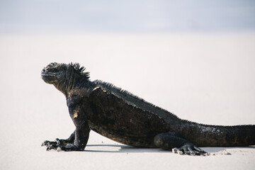 Fototapeta premium Galápagos marine iguana on the white sand beach