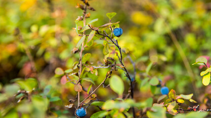 Blueberries, cranberries in the forest