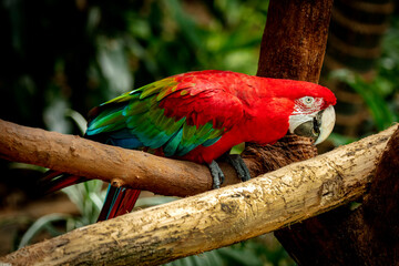 guacamaya bird color tropical ave