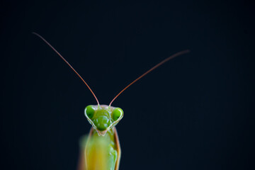 European mantis - Mantis (Mantis religiosa), Insectos, Arthropodos, Cantabria, Spain, Europe