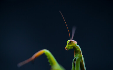 European mantis - Mantis (Mantis religiosa), Insectos, Arthropodos, Cantabria, Spain, Europe