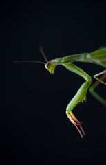 European mantis - Mantis (Mantis religiosa), Insectos, Arthropodos, Cantabria, Spain, Europe
