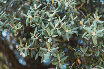 dark green leaves of an oak