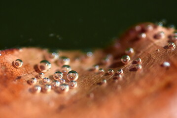Luftblasen auf einem braunen Blatt im Wasser