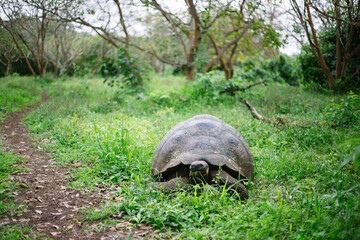 Galápagos giant tortoise 