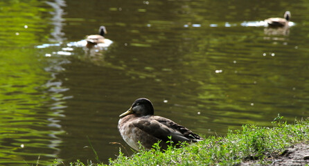 Duck on the shore of a small reservoir