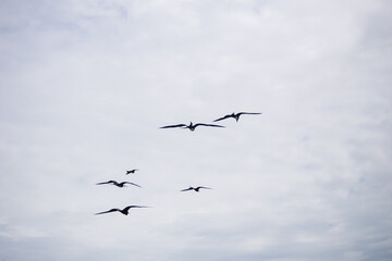 flying frigatebirds in the sky