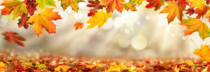 Colorful autumn leaves decorate a beautiful nature bokeh background with foliage on the forest ground, wide panorama format