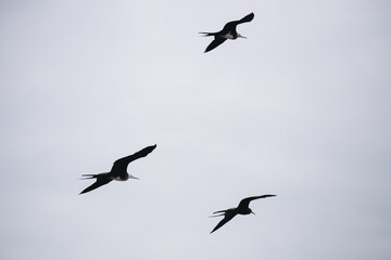 flying frigatebirds in the sky