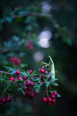European mantis - Mantis (Mantis religiosa), Insectos, Arthropodos, Cantabria, Spain, Europe