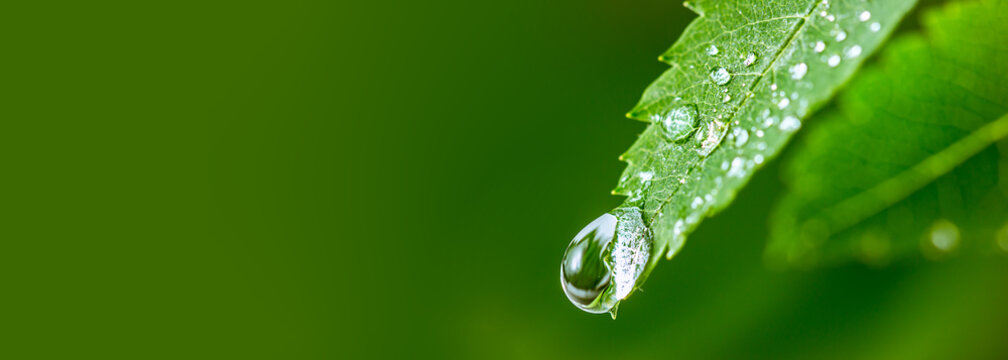 Big water drop Water on green leaf. Beautiful leaf with drops of water. Environment Concept. Photo of rain drops falling from a leaf. Long wide banner. Copy space for your design.