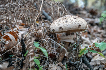 MacroLepiota