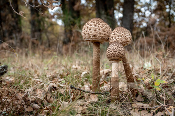MacroLepiota