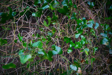 European mantis - Mantis (Mantis religiosa), Insectos, Arthropodos, Cantabria, Spain, Europe