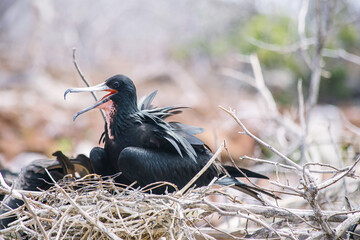 galapagos wildlife, magnificent frigatebird with red