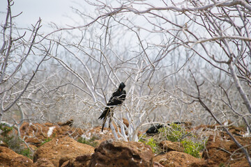 galapagos wildlife, magnificent frigatebird in tree branches