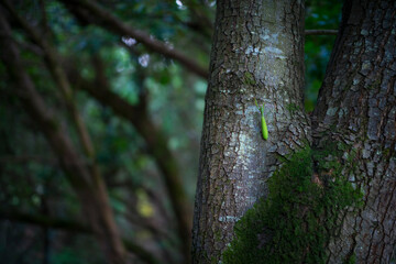 Obraz premium European mantis - Mantis (Mantis religiosa), Insectos, Arthropodos, Cantabria, Spain, Europe
