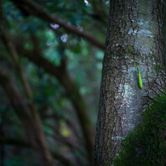 European mantis - Mantis (Mantis religiosa), Insectos, Arthropodos, Cantabria, Spain, Europe