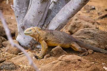 yellow Galapagos land iguana, species of lizard portrait