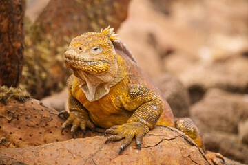 yellow Galapagos land iguana under a yellow cactus, species of lizard