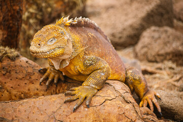 yellow Galapagos land iguana, species of lizard portrait