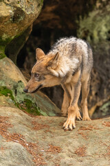 Lone wolf running in autumn forest Czech Republic