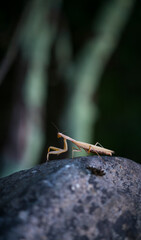 European mantis - Mantis (Mantis religiosa), Insectos, Arthropodos, Cantabria, Spain, Europe
