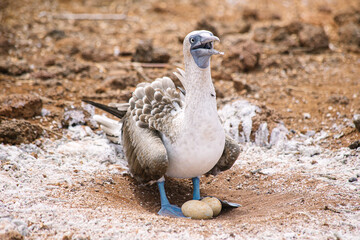 Blue-footed booby with an egg on a nest on Galapagos islands