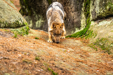 Lone wolf running in autumn forest Czech Republic