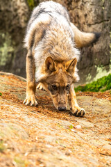 Fototapeta premium Lone wolf running in autumn forest Czech Republic