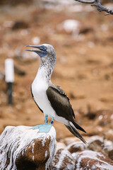 Blue footed booby of Galapagos islands