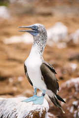 Blue footed booby of Galapagos islands