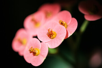 macro shot. The Pink flower. 