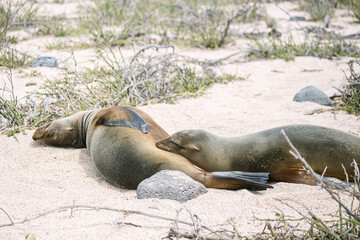 baby sea lion sucking his mom's milk on the beach