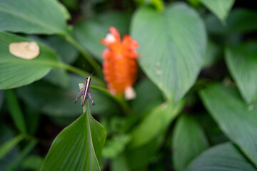 Grasshopper on plant background.