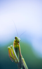 European mantis - Mantis (Mantis religiosa), Insectos, Arthropodos, Cantabria, Spain, Europe