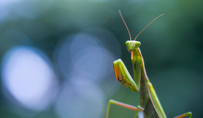 European mantis - Mantis (Mantis religiosa), Insectos, Arthropodos, Cantabria, Spain, Europe